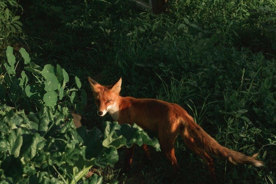 fox in sox pdf