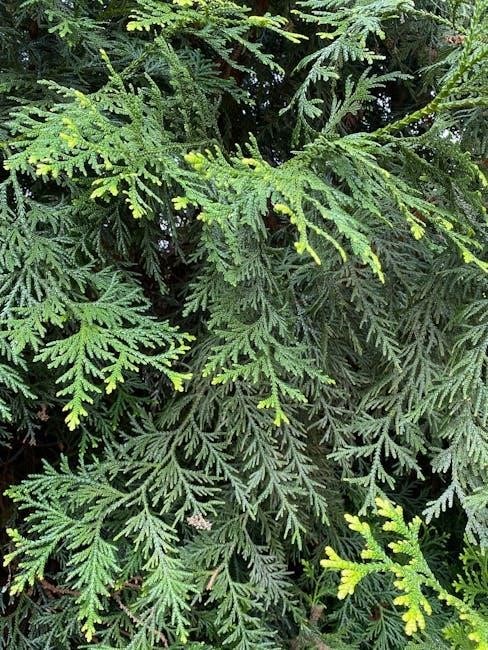 cedar shake installation guide